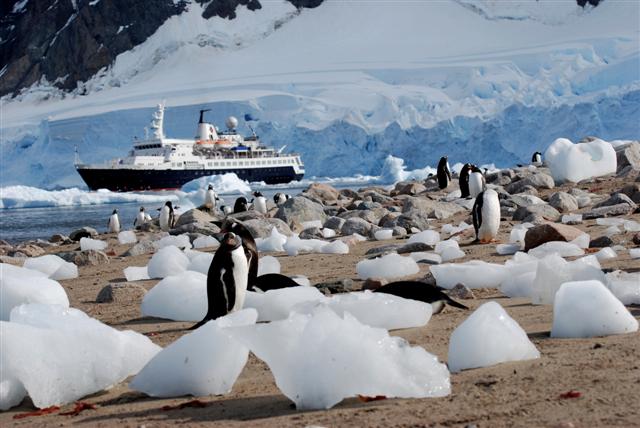 Penguins in Antarctica