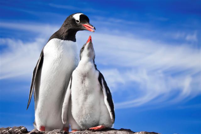 Penguins in Antarctica