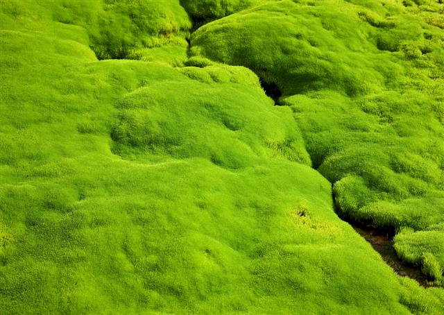 Moss