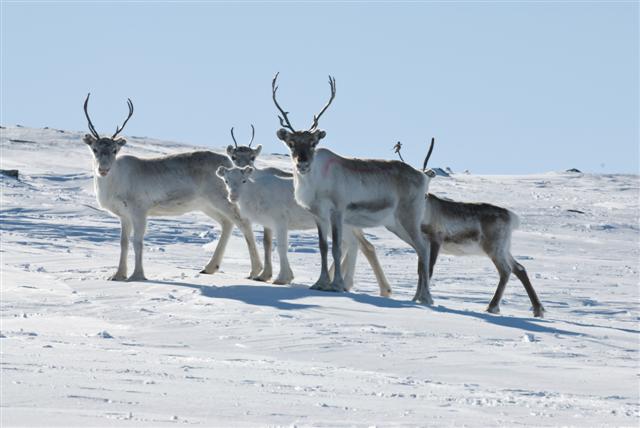 Reindeer in the arctic