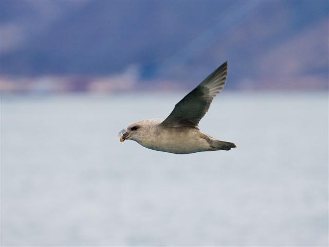 Bird flying over water