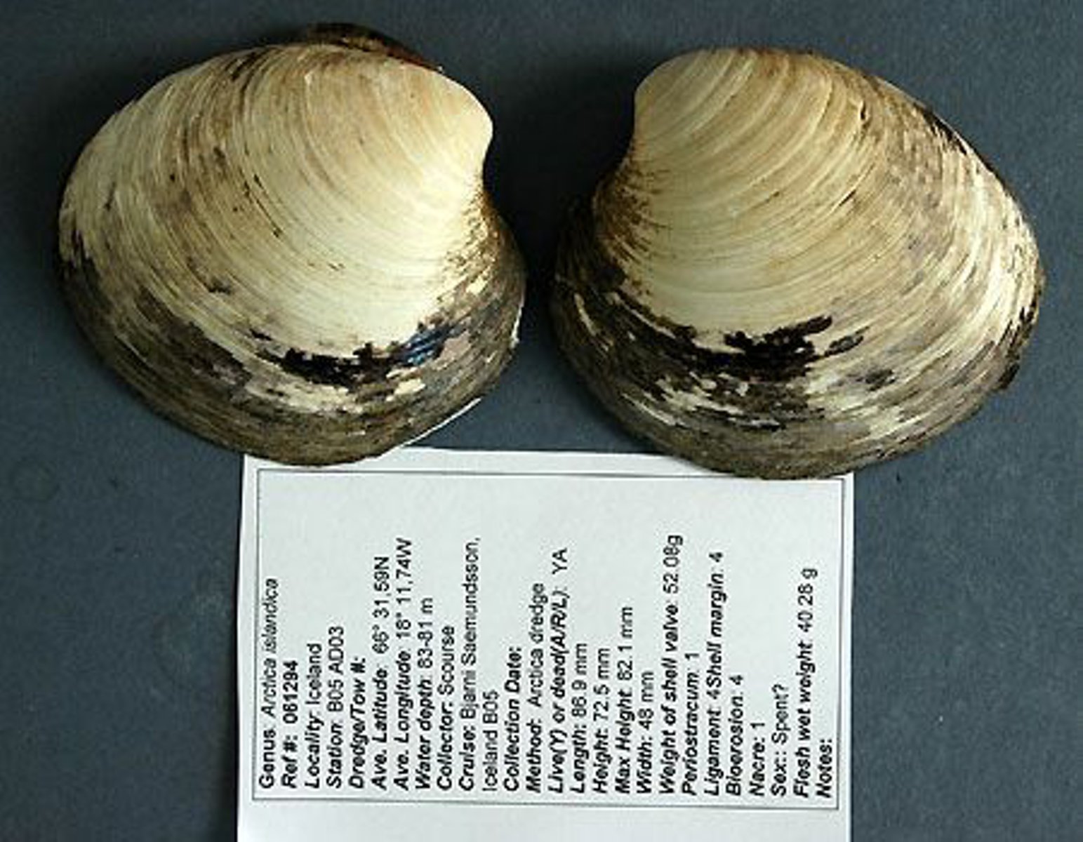 The Ocean quahog