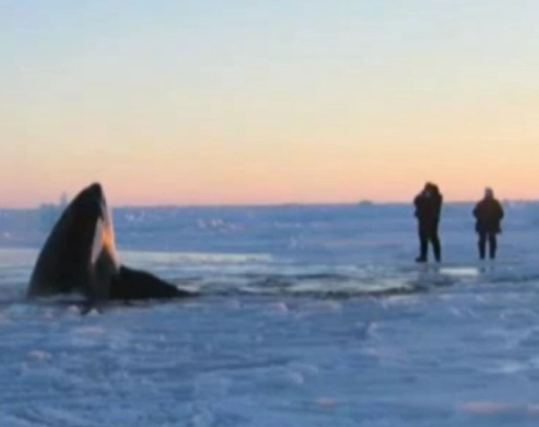 Orca in arctic waters