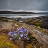 Bluebells