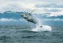blue whale