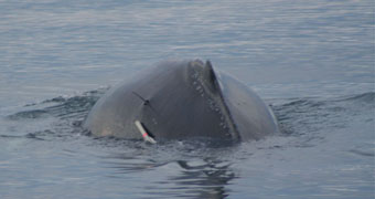 whale