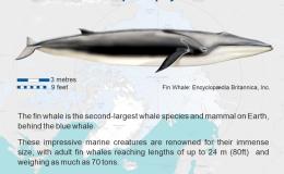 Iceland Issues Whaling Licenses, but No Fin Whale.